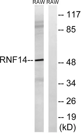 ARA54 rabbit pAb - image 1
