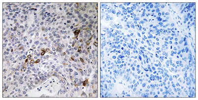 Rab11-FIP3 rabbit pAb - image 1
