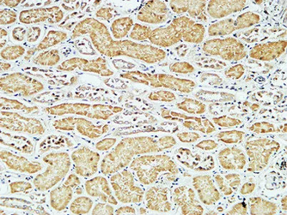 CD79a rabbit pAb - image 1