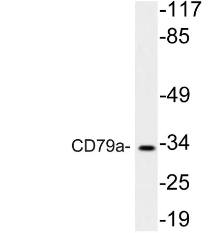 CD79a rabbit pAb - image 1