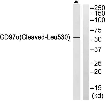 Cleaved-CD97α (L530) rabbit pAb - image 1