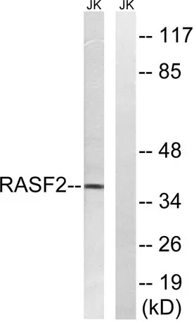 RASSF2 rabbit pAb - image 1