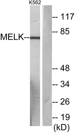 MELK rabbit pAb - image 1