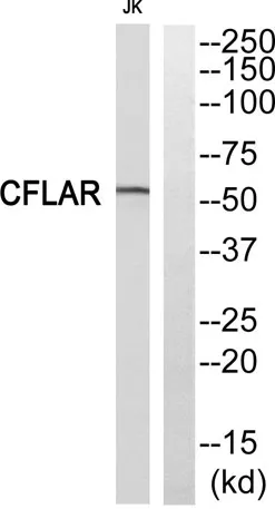 Cdc5L rabbit pAb - image 1