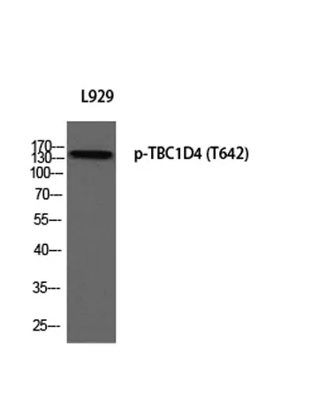 TBC1D4 (phospho Thr642) rabbit pAb - image 1