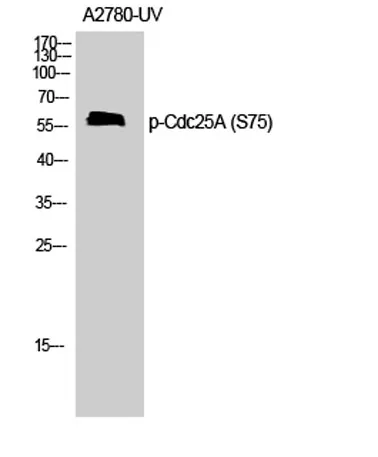 Cdc25A (phospho Ser75) rabbit pAb - image 1