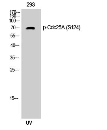 Cdc25A (phospho Ser124) rabbit pAb - image 1