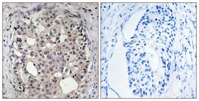 Cdc25A (phospho Ser178) rabbit pAb - image 1