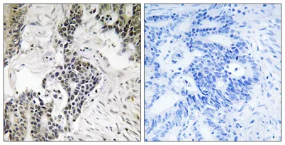 Cdc25C (phospho Ser198) rabbit pAb - image 1