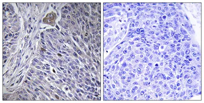 hnRNP DL rabbit pAb - image 1