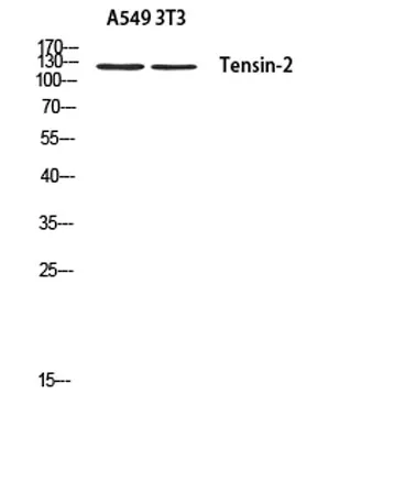 Tensin-2 rabbit pAb - image 1