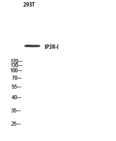 IP3R-I rabbit pAb - image 1