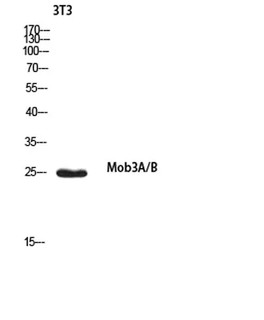 Mob3A/B rabbit pAb - image 1