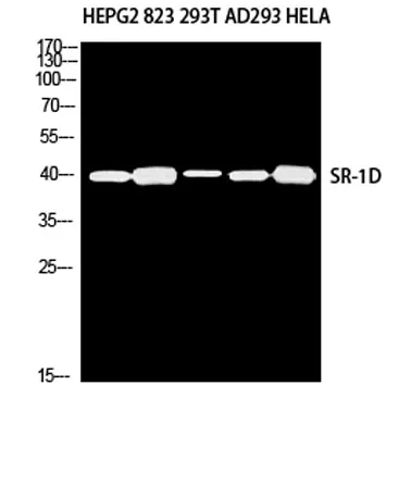 SR-1D rabbit pAb - image 1