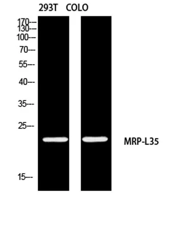 MRP-L35 rabbit pAb - image 1