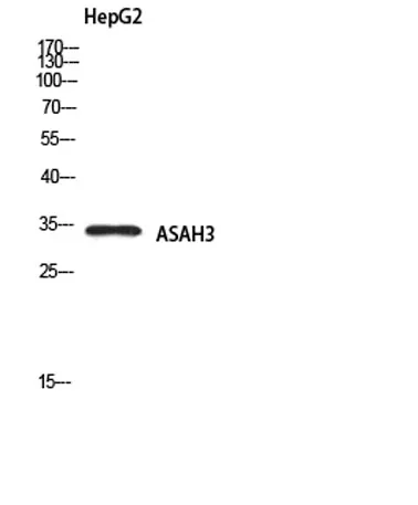 ASAH3 rabbit pAb - image 1