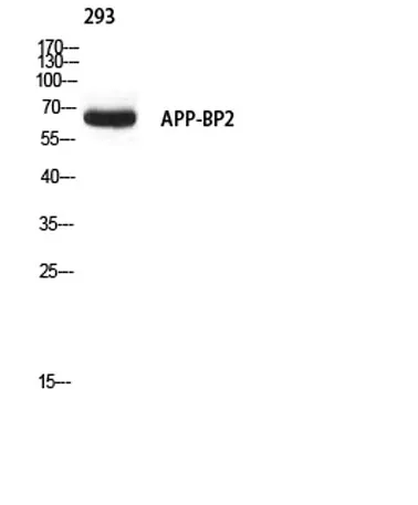 APP-BP2 rabbit pAb - image 1