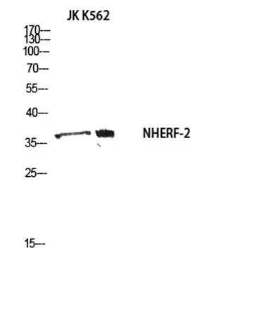 NHERF-2 rabbit pAb - image 1