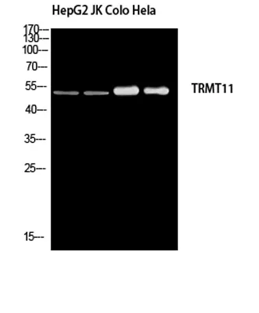 TRMT11 rabbit pAb - image 1