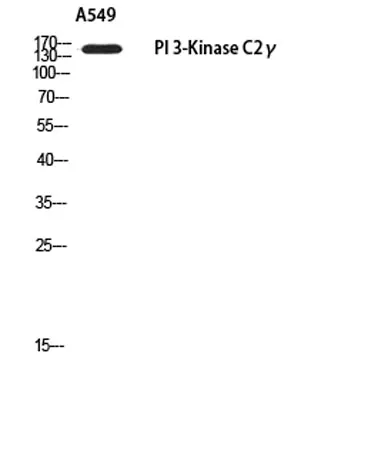 PI 3-Kinase C2γ rabbit pAb - image 1