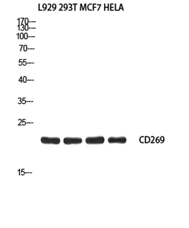 CD269 rabbit pAb - image 1