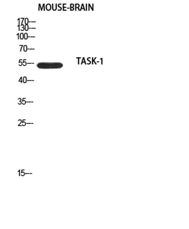 TASK-1 rabbit pAb - image 1