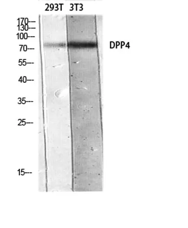 CD26 rabbit pAb - image 1