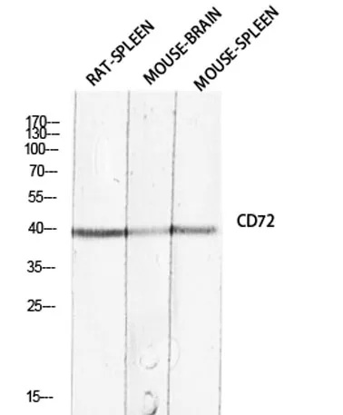 CD72 rabbit pAb - image 1