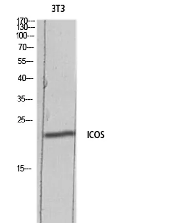 ICOS rabbit pAb