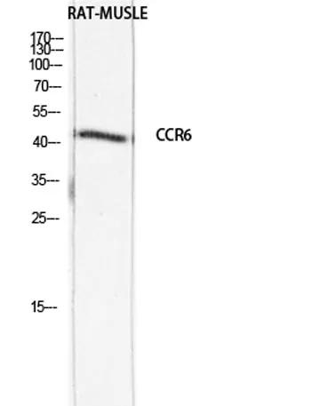 CKR-6 rabbit pAb - image 1