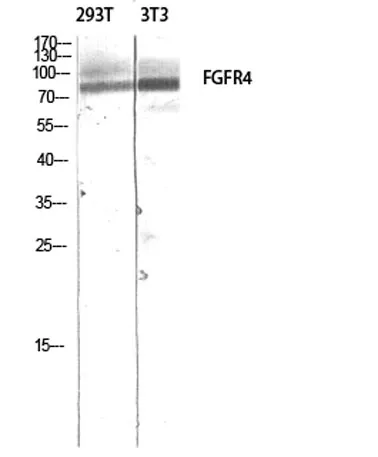 FGFR-4 rabbit pAb - image 1