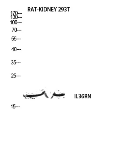 IL-1F5 rabbit pAb - image 1