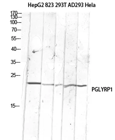 PGLYRP1 rabbit pAb - image 1
