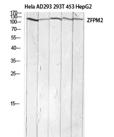 FOG-2 rabbit pAb - image 1