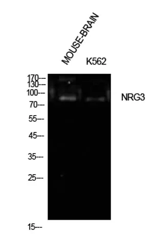 Neuregulin-3 rabbit pAb - image 1