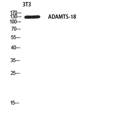 ADAMTS-18 rabbit pAb - image 1