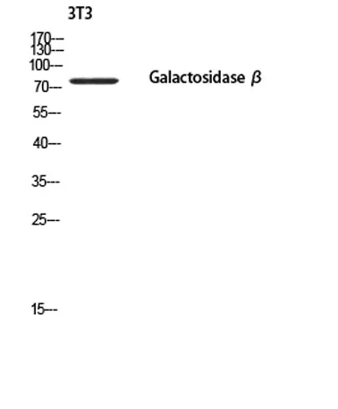 Galactosidase β rabbit pAb