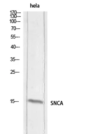 Synuclein-α rabbit pAb - image 1