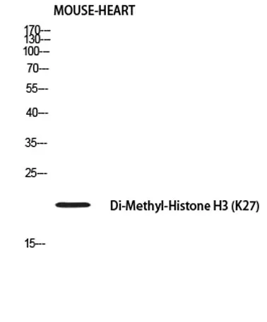 Histone H3 (Di Methyl Lys27) rabbit pAb - image 1