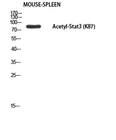 Stat3 (Acetyl Lys87) rabbit pAb - image 1