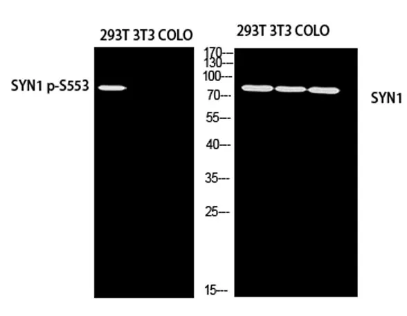 Synapsin-1 (phospho Ser553) rabbit pAb - image 1
