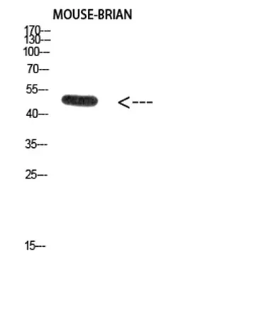 E2F-1 (Acetyl Lys120) rabbit pAb - image 1