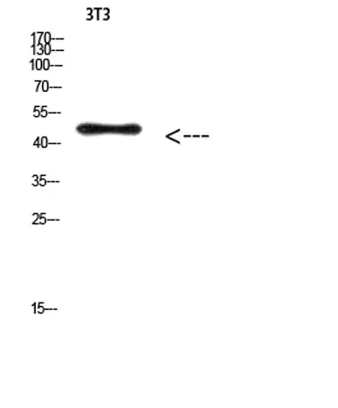 E2F-3 (Acetyl Lys168) rabbit pAb - image 1
