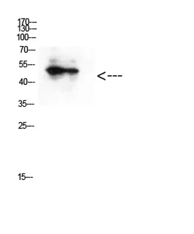 GATA-2/3 (Acetyl Lys336/304) rabbit pAb - image 1