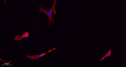 Caspase-1 rabbit pAb - image 1