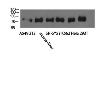 TLE1/2/3/4 rabbit pAb - image 1