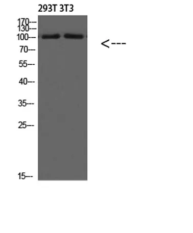 PI 3 Kinase Class 3 rabbit pAb - image 1