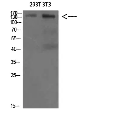 AMBRA1 rabbit pAb - image 1