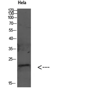 GABARAP rabbit pAb - image 1