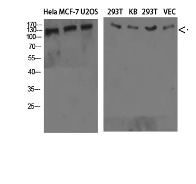 Collagen IV rabbit pAb